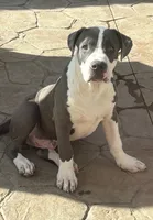 Boomer, a male American Pit Bull Terrier for sale in Strasburg, CO – 1 of 1