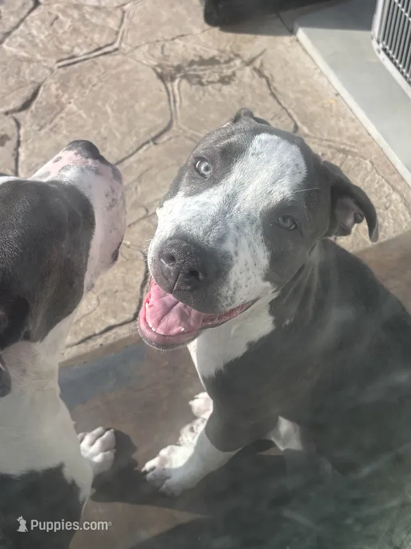 Li mama – American Pit Bull Terrier puppy for sale in Strasburg, CO