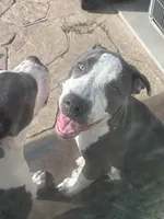 Li mama, a female American Pit Bull Terrier for sale in Strasburg, CO – 1 of 1