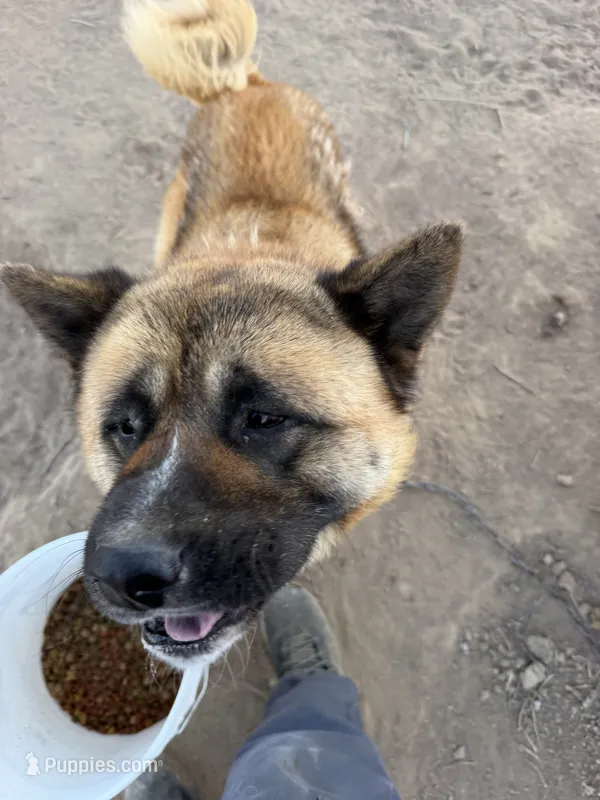 Boris – Akita puppy for sale in Strasburg, CO
