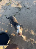 Lady T, a female American Pit Bull Terrier for sale in Strasburg, CO – 2 of 2