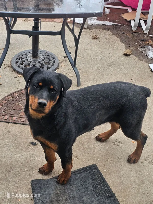 Dojo cat – Doberman Pinscher, Rottweiler puppy for sale in Strasburg, CO