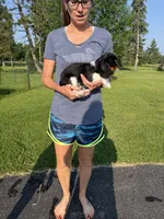 Cowboy , a male Cavalier King Charles Spaniel for sale in Remer, MN – 10 of 10