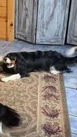 Ryder , a male Cavalier King Charles Spaniel for sale in Remer, MN – 4 of 7