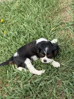 Carter, a male Cavalier King Charles Spaniel for sale in Remer, MN – 3 of 8