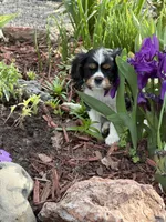 Carter, a male Cavalier King Charles Spaniel for sale in Remer, MN – 4 of 8