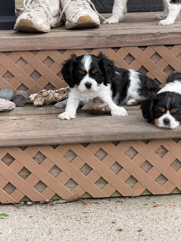 Cooper  – Cavalier King Charles Spaniel puppy for sale in Remer, MN
