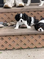 Cooper , a male Cavalier King Charles Spaniel for sale in Remer, MN – 1 of 3