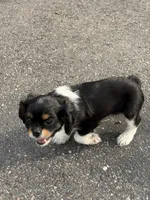 Cowboy , a male Cavalier King Charles Spaniel for sale in Remer, MN – 6 of 9