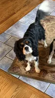 Ryder , a male Cavalier King Charles Spaniel for sale in Remer, MN – 5 of 7