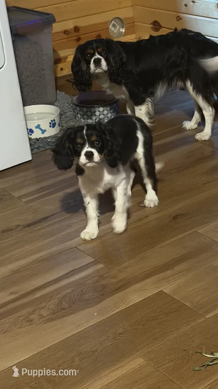 Conway – Cavalier King Charles Spaniel puppy for sale in Remer, MN