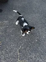 Winky, a male Cavalier King Charles Spaniel for sale in Remer, MN – 4 of 10