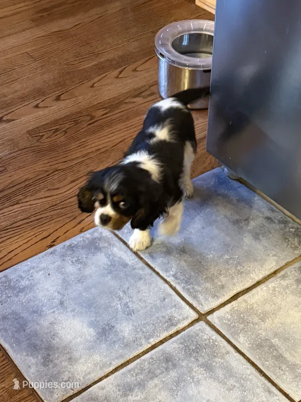 Popeye – Cavalier King Charles Spaniel puppy for sale in Remer, MN