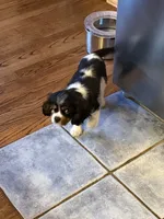 Popeye, a male Cavalier King Charles Spaniel for sale in Remer, MN – 1 of 4