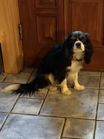 Ryder , a male Cavalier King Charles Spaniel for sale in Remer, MN – 3 of 7