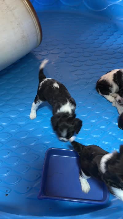 Conway, a male Cavalier King Charles Spaniel for sale in Remer, MN – 8 of 8