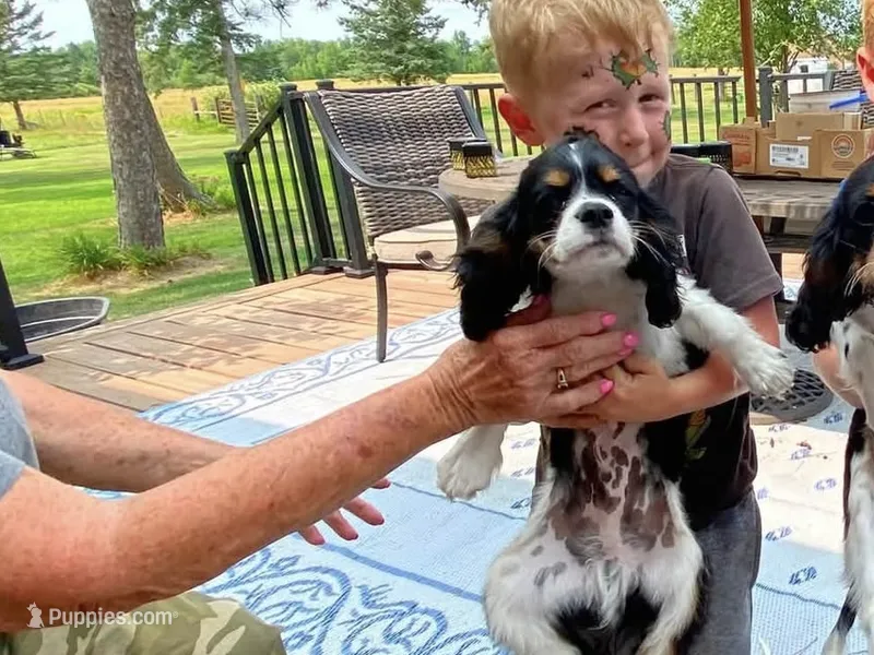Conway – Cavalier King Charles Spaniel puppy for sale in Remer, MN