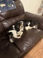 Conway, a male Cavalier King Charles Spaniel for sale in Remer, MN – 6 of 8