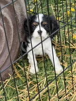 Cooper , a male Cavalier King Charles Spaniel for sale in Remer, MN – 3 of 3