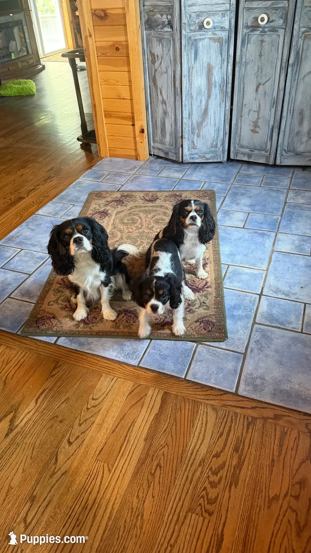 Conway, a male Cavalier King Charles Spaniel for sale in Remer, MN – 2 of 10
