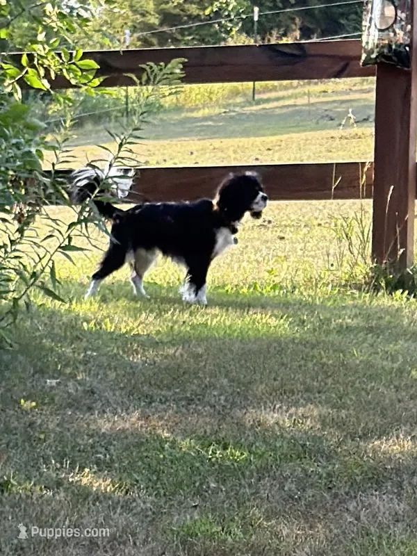 Ryder  – Cavalier King Charles Spaniel puppy for sale in Remer, MN