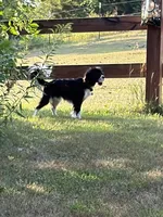 Ryder , a male Cavalier King Charles Spaniel for sale in Remer, MN – 1 of 7