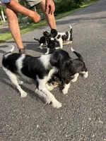 Carter, a male Cavalier King Charles Spaniel for sale in Remer, MN – 6 of 8