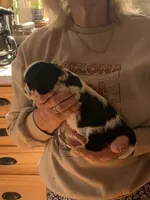 Conway, a male Cavalier King Charles Spaniel for sale in Remer, MN – 3 of 8