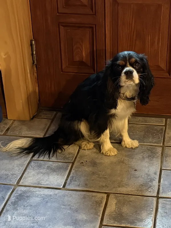 Ryder  – Cavalier King Charles Spaniel puppy for sale in Remer, MN