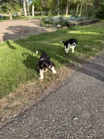 Cowboy , a male Cavalier King Charles Spaniel for sale in Remer, MN – 9 of 9