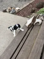Conway, a male Cavalier King Charles Spaniel for sale in Remer, MN – 6 of 10