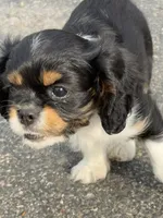 Cowboy , a male Cavalier King Charles Spaniel for sale in Remer, MN – 4 of 9