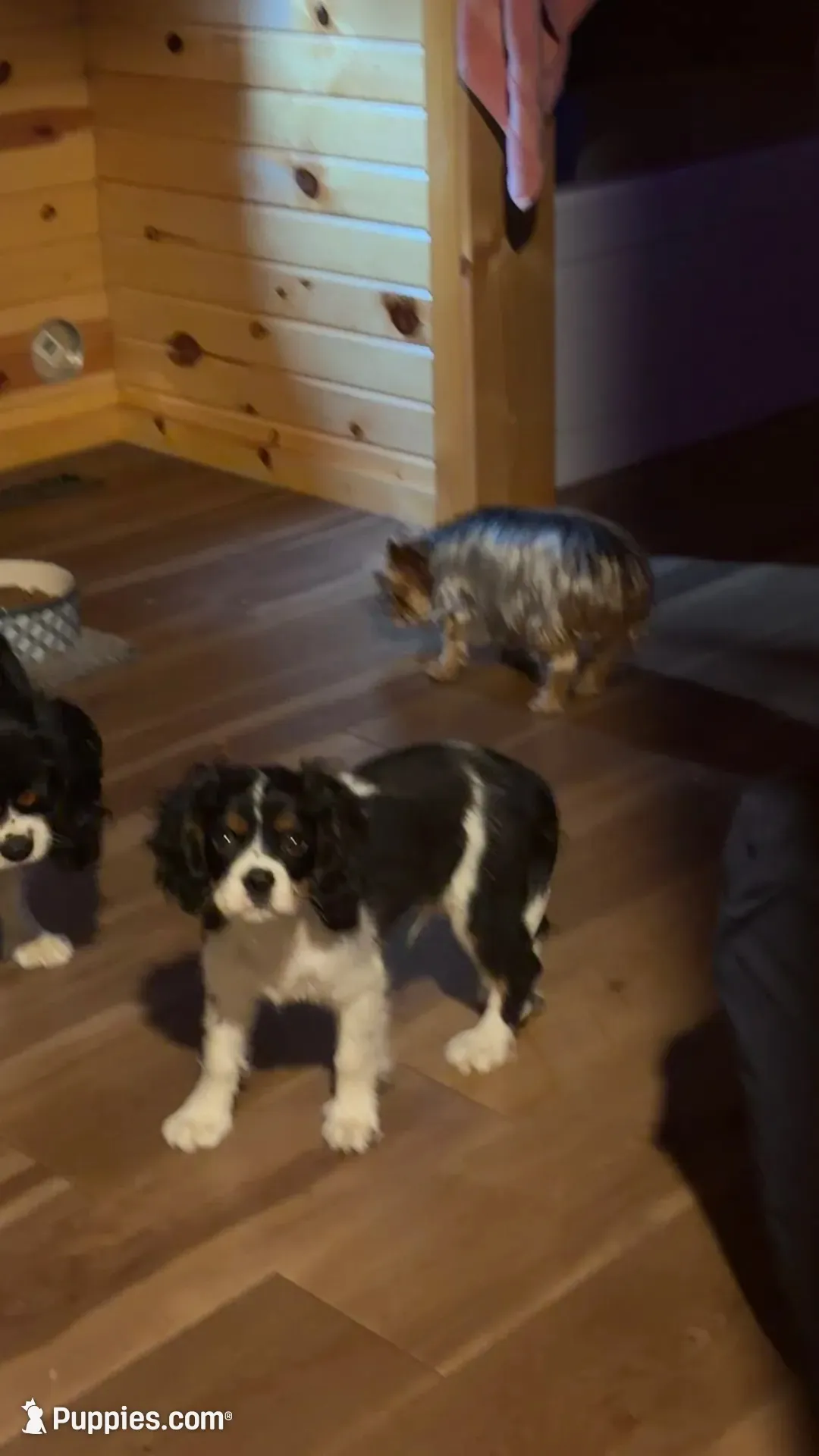 Conway, a male Cavalier King Charles Spaniel for sale in Remer, MN – 6 of 10