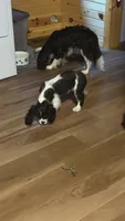 Conway, a male Cavalier King Charles Spaniel for sale in Remer, MN – 10 of 10