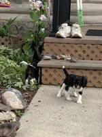 Cowboy , a male Cavalier King Charles Spaniel for sale in Remer, MN – 3 of 9