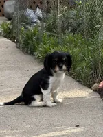 Cowboy , a male Cavalier King Charles Spaniel for sale in Remer, MN – 5 of 9