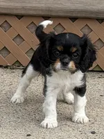 Cowboy , a male Cavalier King Charles Spaniel for sale in Remer, MN – 1 of 9