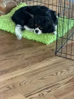 Ryder , a male Cavalier King Charles Spaniel for sale in Remer, MN – 6 of 7