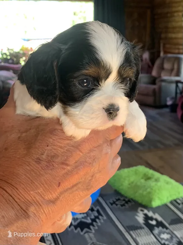 Conway – Cavalier King Charles Spaniel puppy for sale in Remer, MN