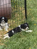 Carter, a male Cavalier King Charles Spaniel for sale in Remer, MN – 7 of 8