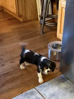 Popeye, a male Cavalier King Charles Spaniel for sale in Remer, MN – 2 of 4