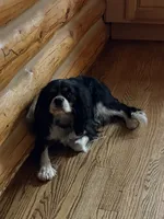 Ryder , a male Cavalier King Charles Spaniel for sale in Remer, MN – 2 of 7