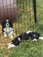 Carter, a male Cavalier King Charles Spaniel for sale in Remer, MN – 5 of 8