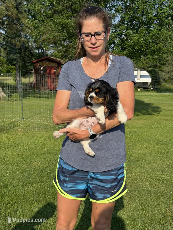 Popeye – Cavalier King Charles Spaniel puppy for sale in Remer, MN