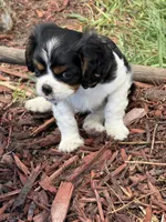 Carter, a male Cavalier King Charles Spaniel for sale in Remer, MN – 2 of 8