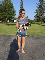 Conway, a male Cavalier King Charles Spaniel for sale in Remer, MN – 7 of 10