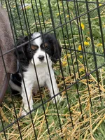 Cooper , a male Cavalier King Charles Spaniel for sale in Remer, MN – 2 of 3