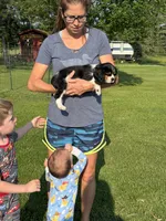 Winky, a male Cavalier King Charles Spaniel for sale in Remer, MN – 2 of 10