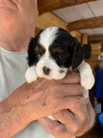 Conway, a male Cavalier King Charles Spaniel for sale in Remer, MN – 2 of 8