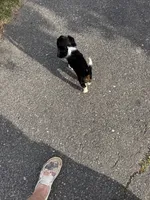 Cowboy , a male Cavalier King Charles Spaniel for sale in Remer, MN – 8 of 9